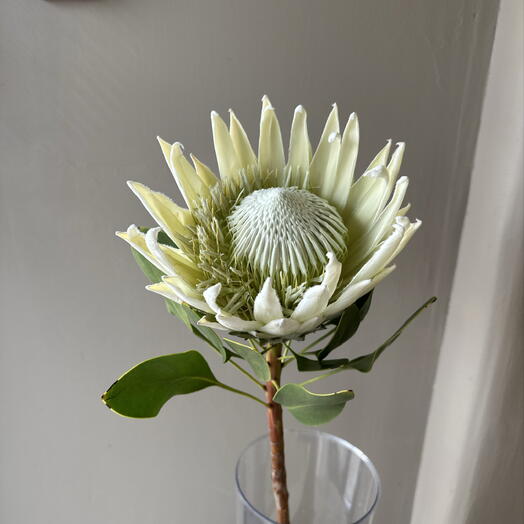 DDflowers