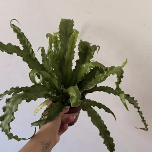 EDEM botanical studio