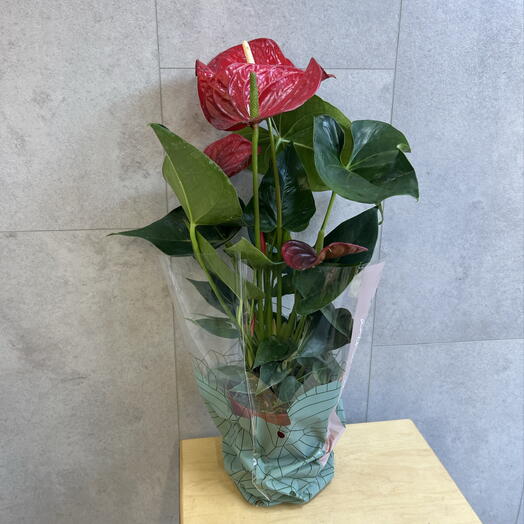 Flora Maks