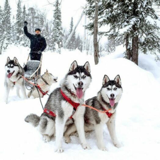 Passeio de Husky