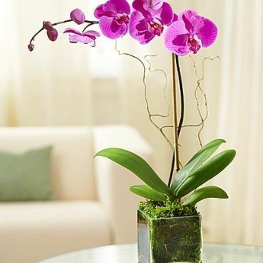 Purple Orchid Plant Vase