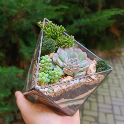 Флорариум с суккулентами в октаэдре S