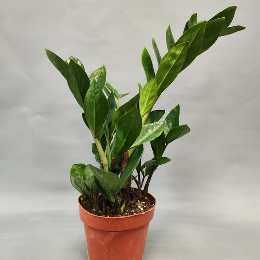 "Замиокулькас"