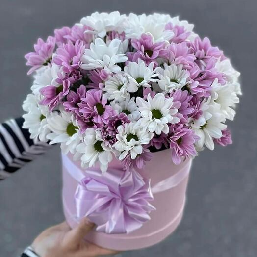 Chrysanthemum in a box