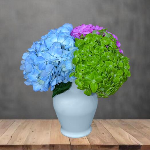 Candy hydrangeas