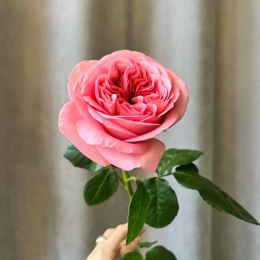 🎀Пионовидная Роза пинк экспешен pink expression розовая. Цветы в подарок маме, любимой девушке, жене, дочке на день рождение