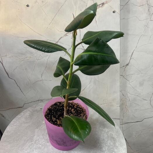 Black plants