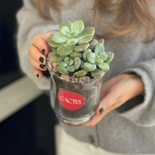 Суккулент в стеклянном флорариуме mini