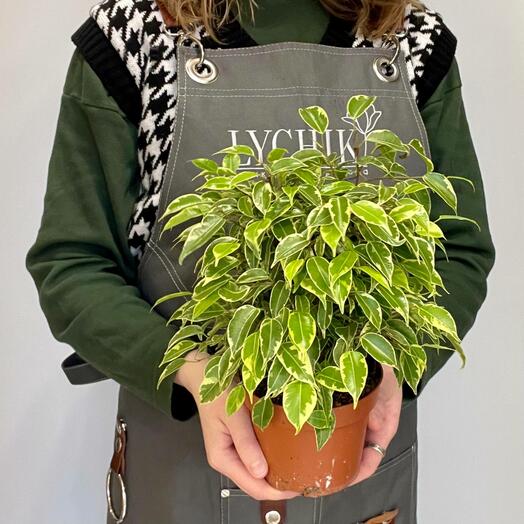 Фикус Бенджамина