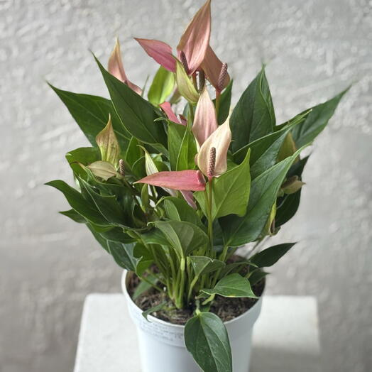 RoNi Flower Boutique