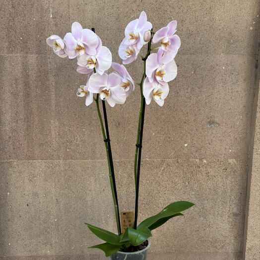 Love Bar (flower store)