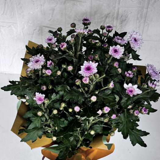 Proteya38
