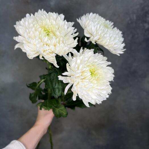 Chrysanthemum one - headed Magnum
