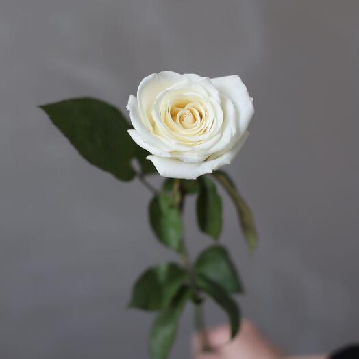 Playa blanca роза эквадор