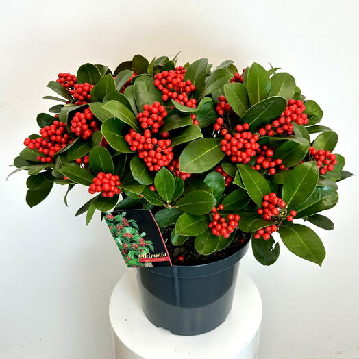 Skimmia japonica large Indoor plant