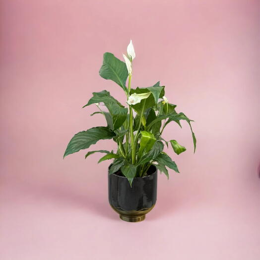 Spathiphyllum