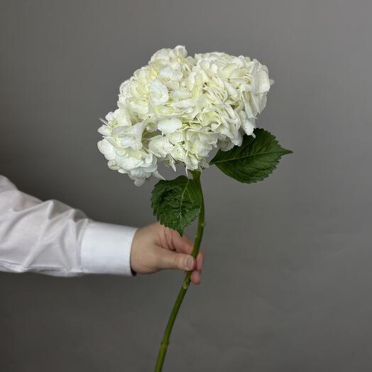 Snow-white hydrangea