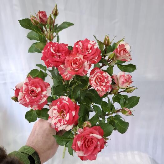 Роза кустовая