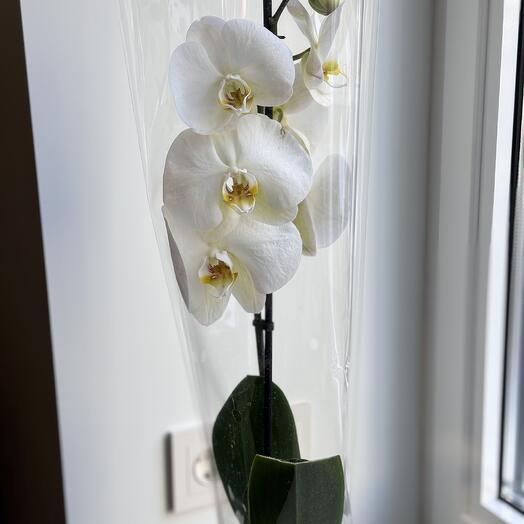Orquídea blanca phalaenopsis