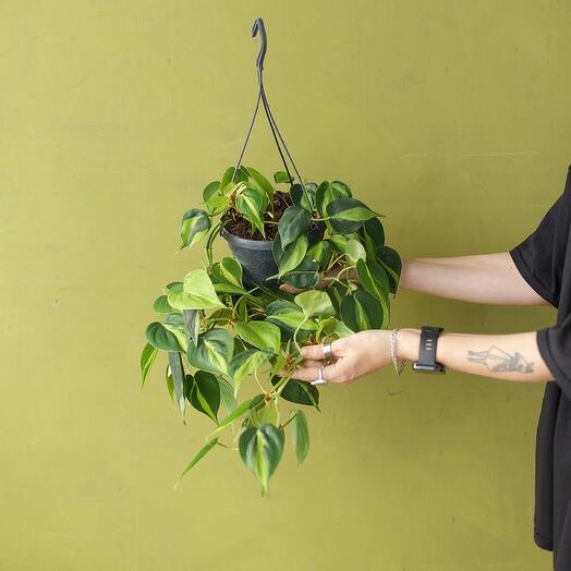 Филодендрон Бразил