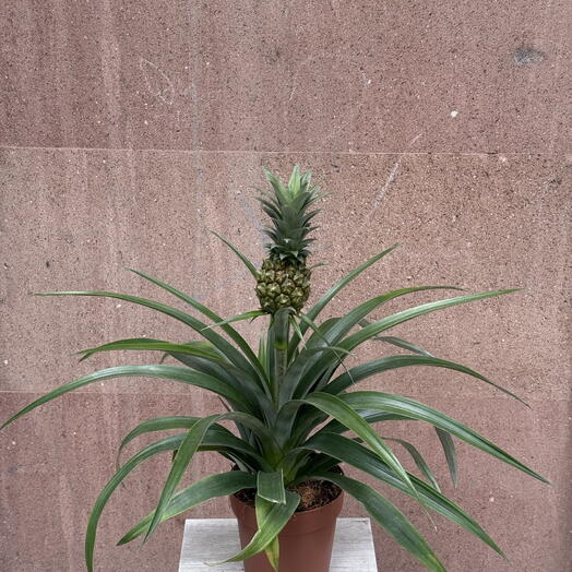 Love Bar (flower store)