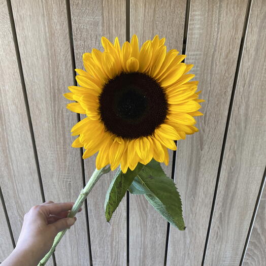 Nelúmbo flowers