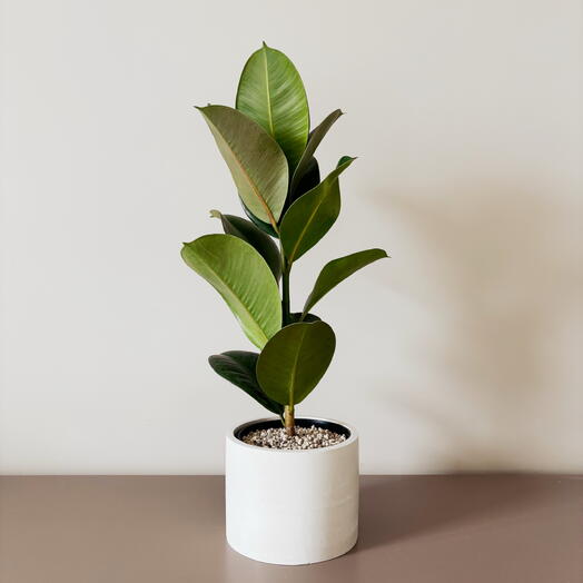 Musa Plants