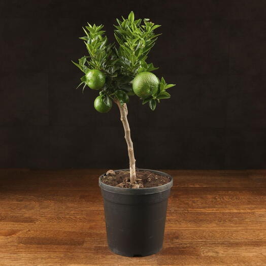 LuxuryPlants