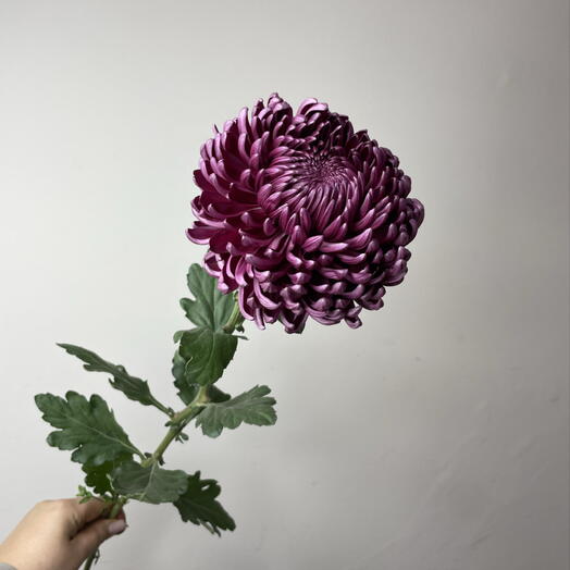 Флёр