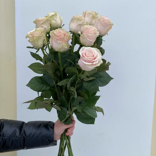 The most delicate elite roses