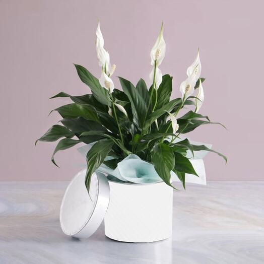 Peace Lily Plant in White Round Box