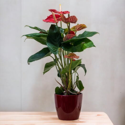 Anthurium rojo