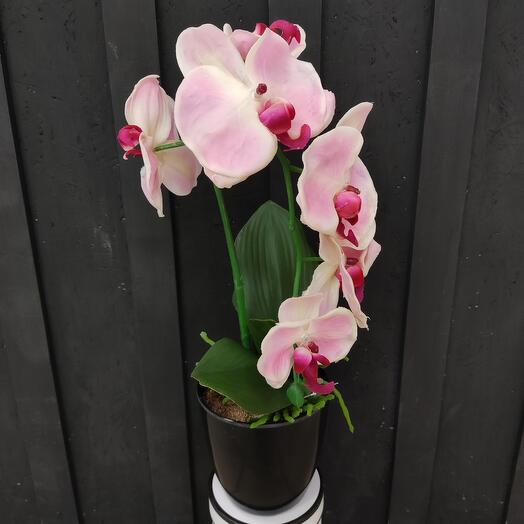 Floramore