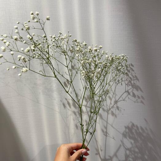 Gypsophila
