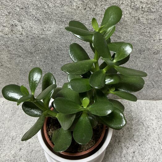 Красулла Денежное дерево в керамическом кашпо