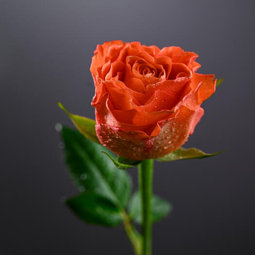 Dark Orange Rose