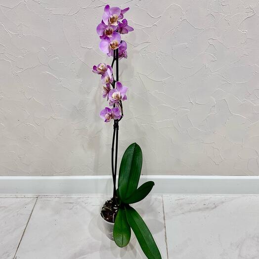 Фаленопсис  Бьюмонт Phal. Beaumont (отцвёл)