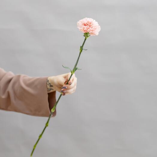Pink dianthus (carnation), from 7 pieces