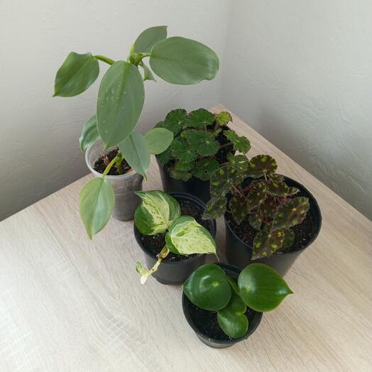 Набор комнатных растений 5 шт