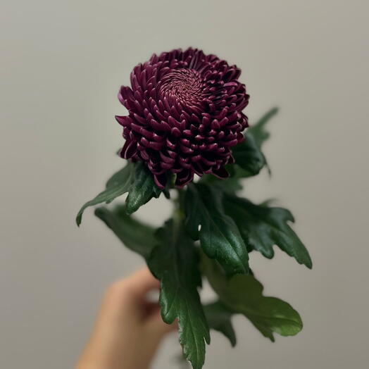 Burgundy | flowers & decor
