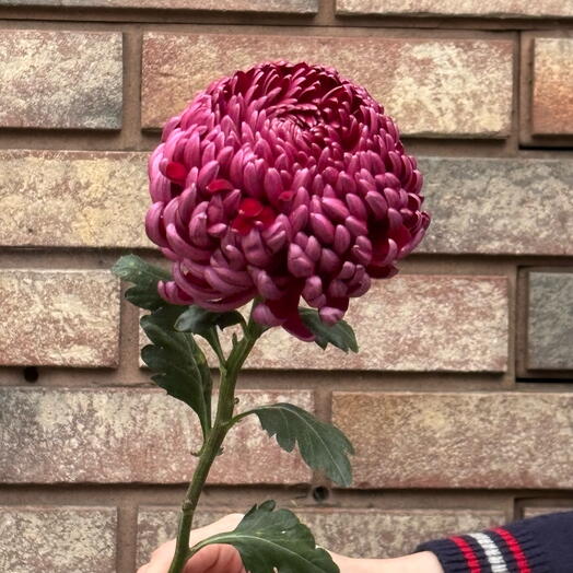 Lovers of Flowers