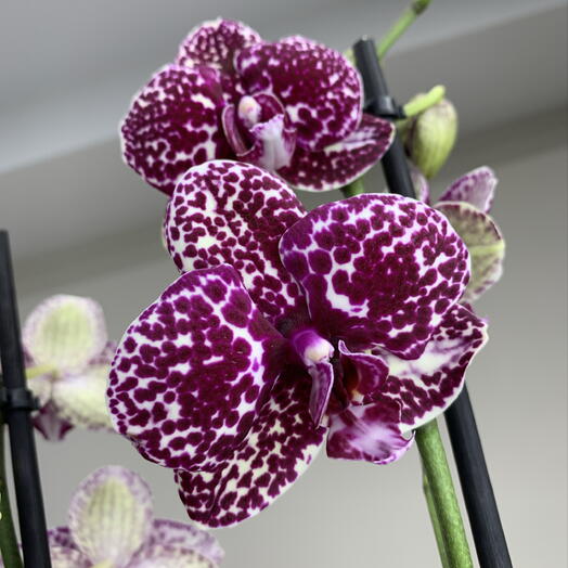 FLOREIRO - lyubov v kazhdom listochke