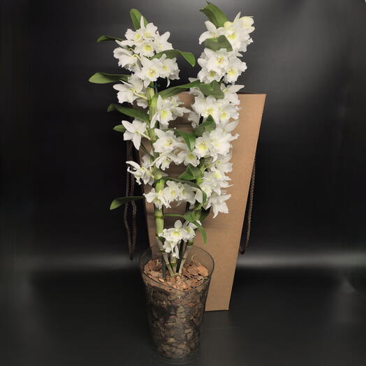 Succulenteria