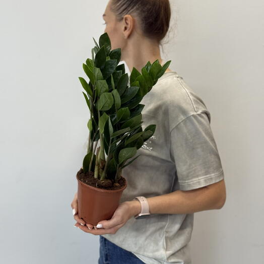 Cvety Florideya
