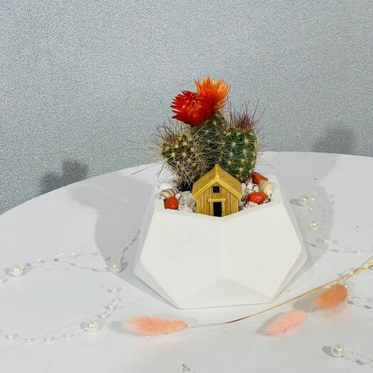 Orange cactus in a pot with a house
