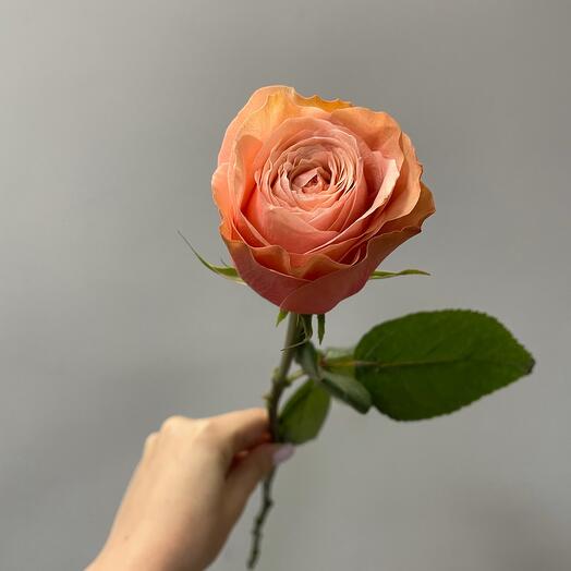 Fiore Lily spb