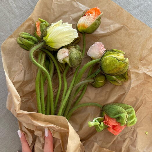 Poppies 13 stems