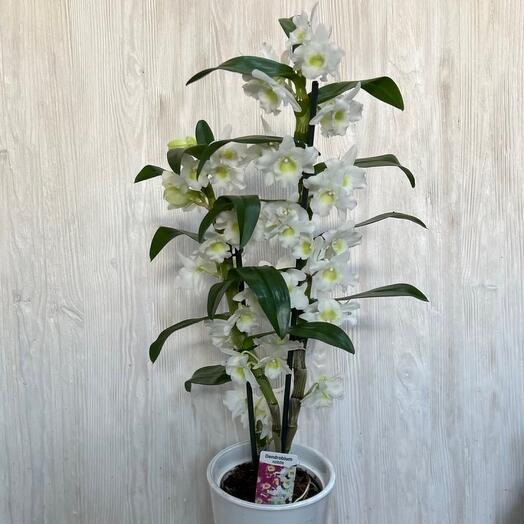 Комнатное растение Орхидея Дендробиум
