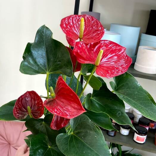 Горшечное растение Антуриум