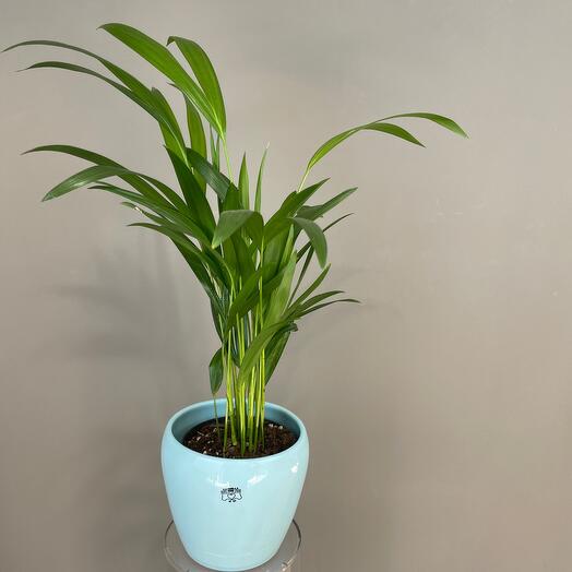 Дипсис в керамическом кашпо